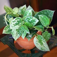 Satin Pothos