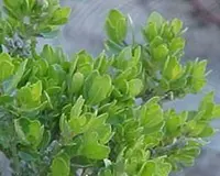 coyote bush