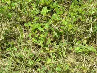 Rough Waterclover
