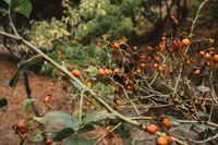 american persimmon