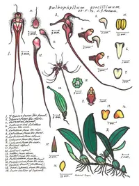 Wispy umbrella orchid