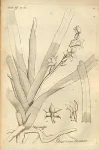 Angraecum striatum