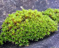 great hairy screw-moss