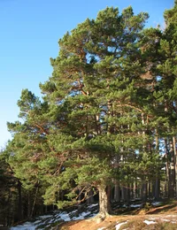 Scots pine (Pinus sylvestris) plant