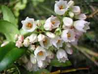thinleaf huckleberry