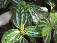 Watermelon Pilea
