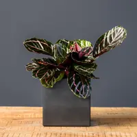 Rose Painted Calathea