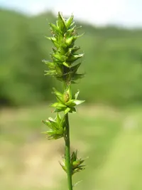 Grassland Sedge (Carex leersii) plant