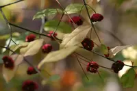 bursting-heart