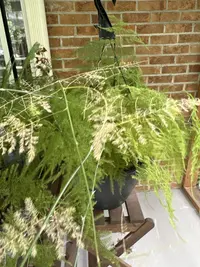 Asparagus fern photo by a Botan App user