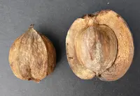 shellbark hickory
