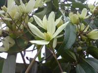 Evergreen Clematis (Clematis armandii) plant