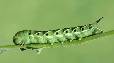 Tobacco Hornworm