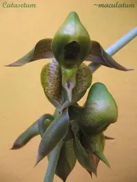spotted catasetum