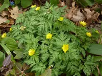 Amur adonis