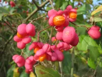 European spindletree