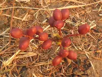 wild grape