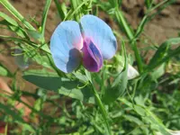 white pea (Lathyrus sativus) plant