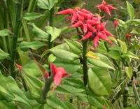 Devil's Backbone (Euphorbia tithymaloides) plant