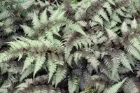 Athyrium 'Ghost' outdoor