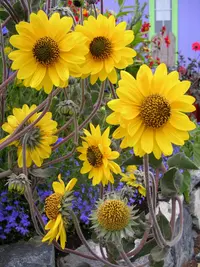 ashy sunflower