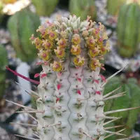 Euphorbia mammillaris cactus