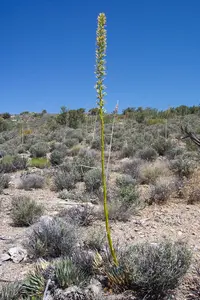 Utah agave