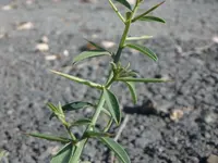 Camel's Thorn