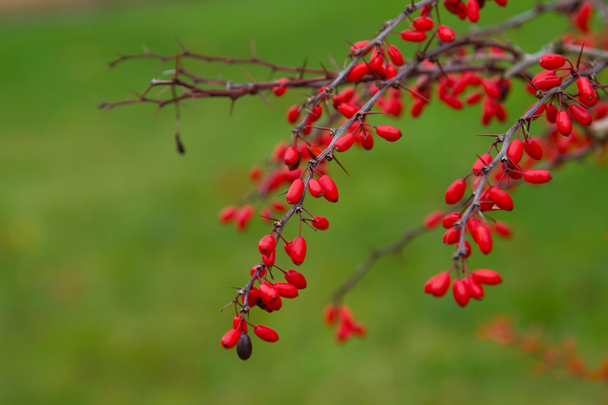 Bushes With Thorns - Barberry