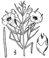 tall false foxglove (Agalinis aspera) plant