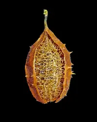luffa (Luffa operculata) plant