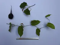 Aristolochia constricta