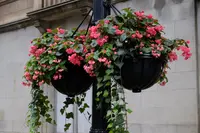Begonia Dragon Wing® Pink plant