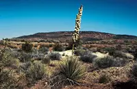 narrowleaf yucca