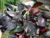 Blushing Philodendron