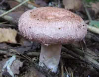 Woolly Milkcap (Lactarius torminosus) plant