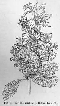Berberis