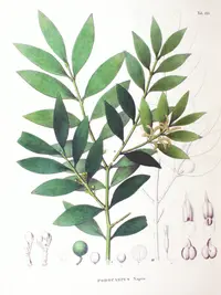 Asian bayberry