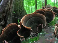 False Turkey-Tail
