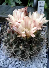 few-ribbed neoporteria