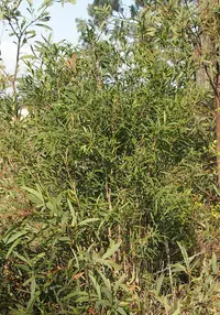 Cattle Bush (Alectryon oleifolius) plant