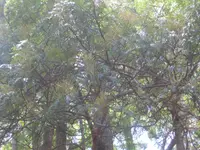 cedar wattle