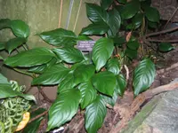 Chinese Evergreen (Aglaonema modestum) plant