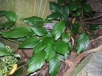 Chinese Evergreen