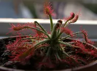 Drosera neocaledonica