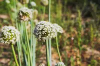 broadleaf wild leek (Allium ampeloprasum) plant