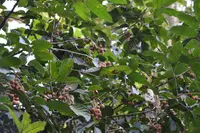 alcanfor