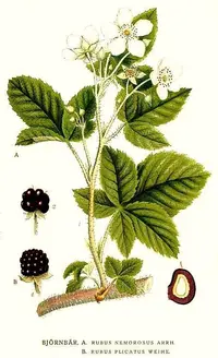 Rubus nemorosus
