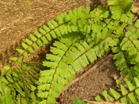 Torn Maidenhair Fern