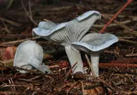Aniseed Funnel